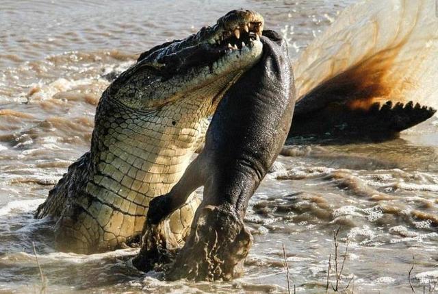 水中霸王鳄鱼向来神勇无敌,但是遇到它之后却再也威风不起来了