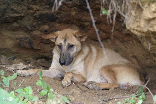 主人当着狗狗的面杀了家里的公鸡,狗狗的行为让主人瞬间流泪