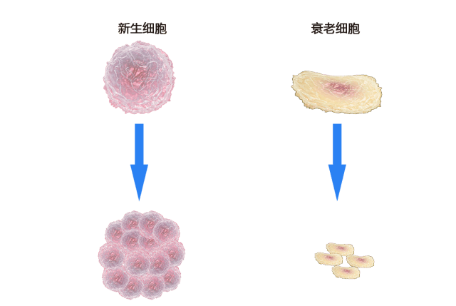 人体衰老不再可怕