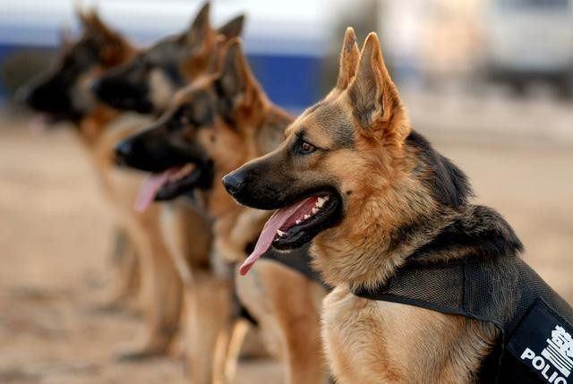 世界现在服役的六类警犬,"昆明犬"是我们中国的骄傲 传奇国犬