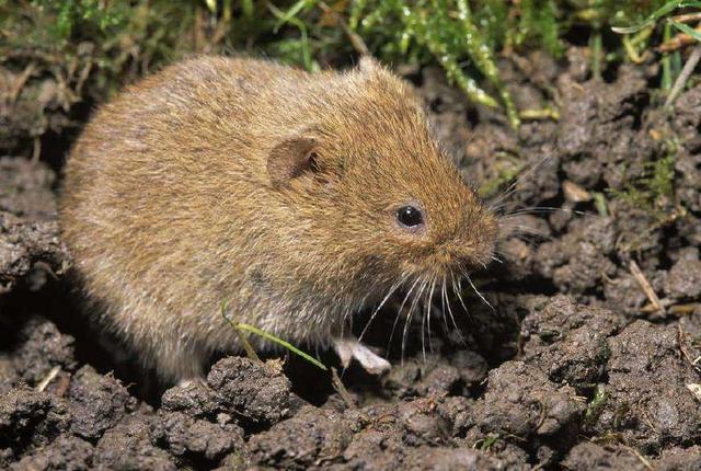 农村小伙田里挖田鼠,当手伸进洞里被里面的不速之客吓得当场大叫