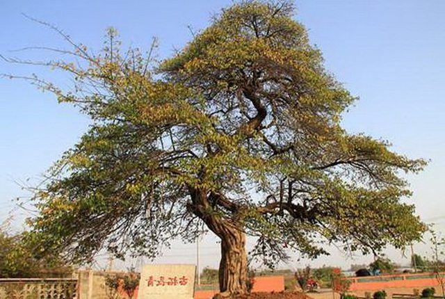 就是这种野果子,是柘树的果实,由于柘木是种名贵的木料,做出来的工艺