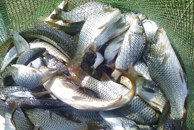 钓鲤鱼的一款酵香甜玉米饵料配方,效果杠杠的!