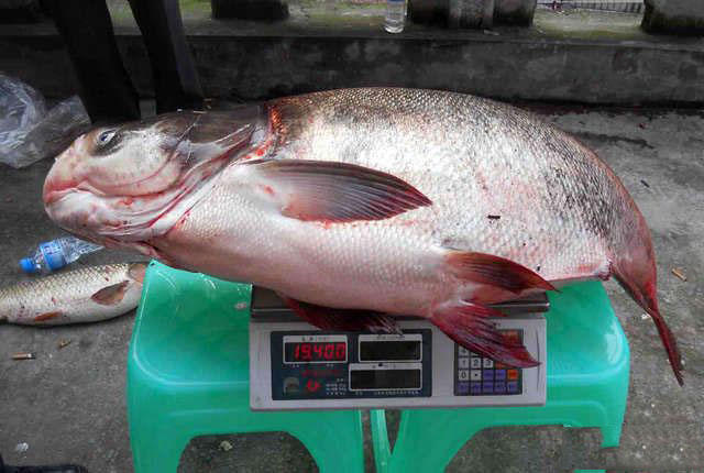 钓获40斤的大鲢鳙,体长1.1米多