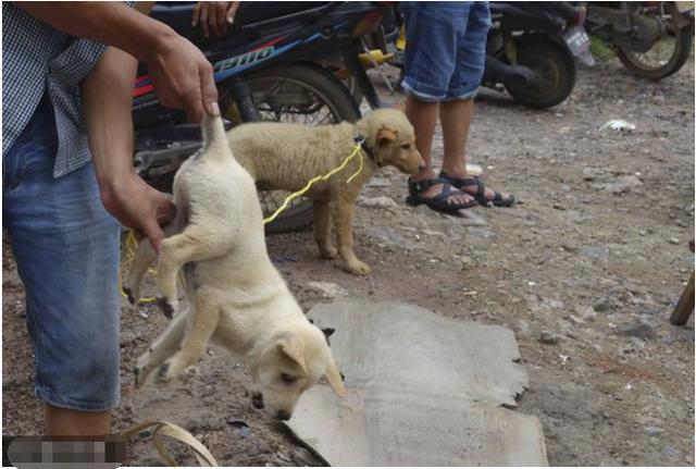 笑着吊死饲养白狗再塞热水桶脱毛,工厂老板默认吃掉了!