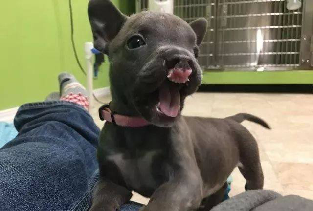 一出生就患有唇腭裂的狗狗,被饲养员抛弃,在绝望之际