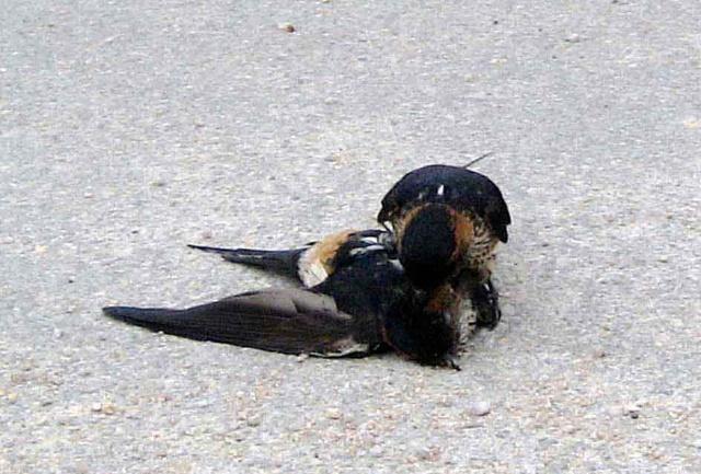 燕子出车祸 上演一场生死离别的感人场景