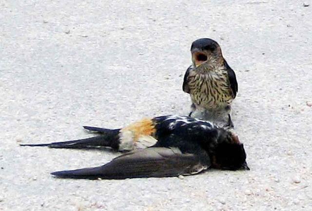 燕子出车祸 上演一场生死离别的感人场景|燕子|生死|车祸_新浪新闻