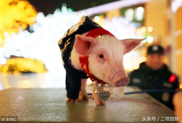这鸡,狗,猪三个生肖在有时候有些事情能不能够挺过去呢?|生肖|猪|鸡_