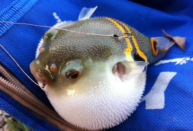 鱼|大合|怪鱼_新浪新闻