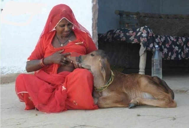 喝人奶长大的牛,就是喂奶的印度女子受不受得