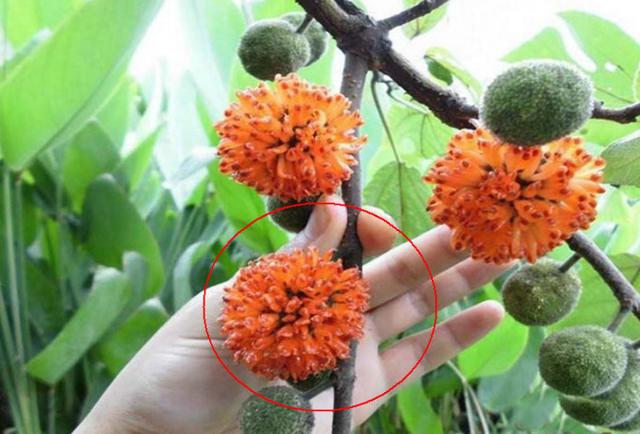 小时候常吃的这种"美味野果"它全身都是宝,还是古代好的原料|楮实子