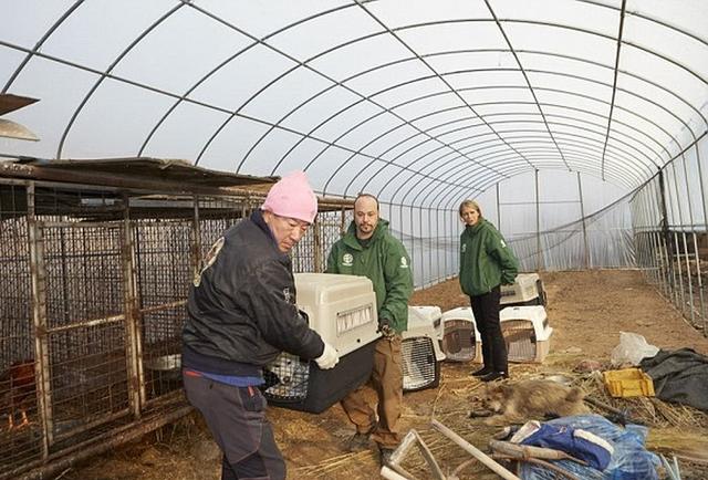 作为人类最好的朋友,为什么会有如此多的人去专门开设养殖场呢?