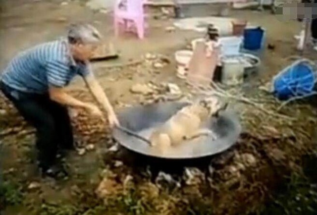 然后在锅里面把水烧开,就这样狠心的把狗放下去,然后一直用一根棍子把