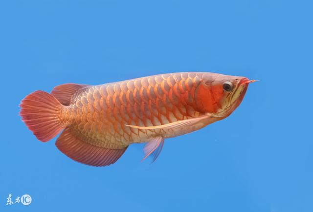 金龙鱼种类图片
