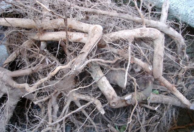 它很臭,很难闻,福建人却很喜欢拿它炖汤喝