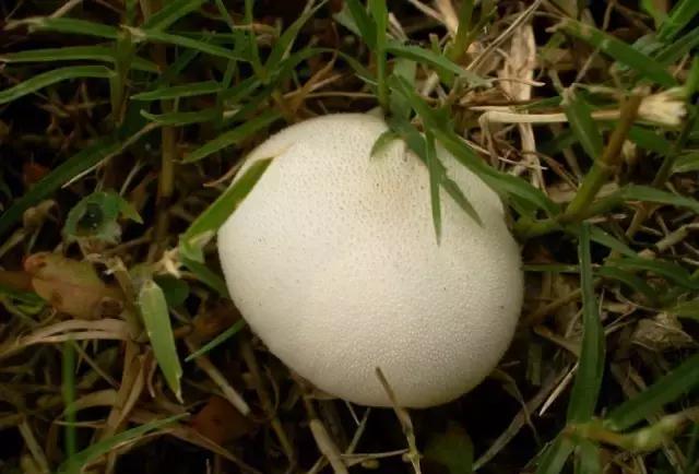 捡到比脸还大的菌,渠县微友问能不能切