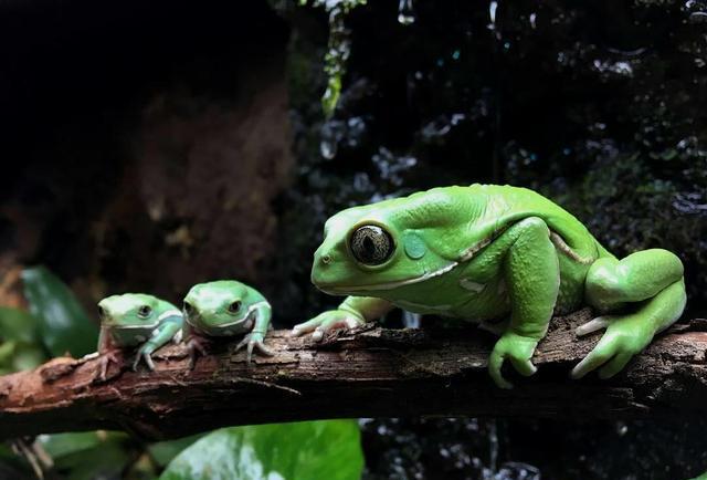 他嫌在家玩"旅行青蛙"不过瘾,于是带上自己的青蛙出发了