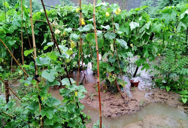 今年,庄稼真受屈,春旱夏涝,这些日子种的菜天天在雨水里泡着!