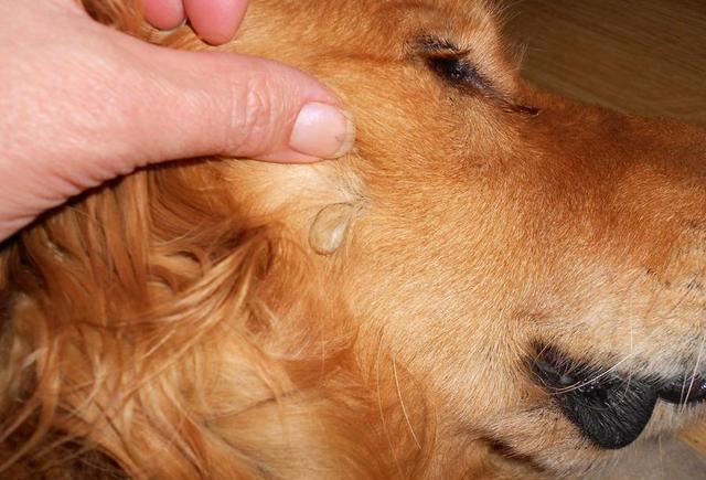 我家汪星人本日进来玩后,竟然呈现了蜱虫,为何?