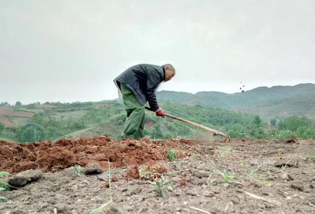 宜阳马河七十多岁驼背老人仍然干着农活