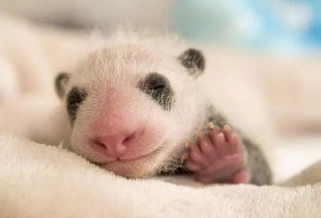 法国出生的熊猫宝宝五个月了,终于是有点熊样了啊!