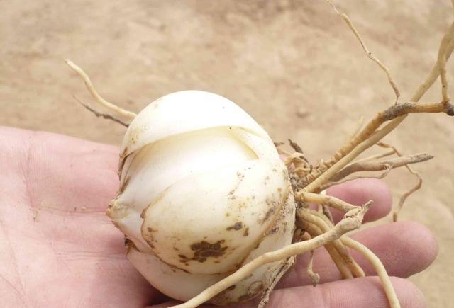 药食同源,兰州百合甲天下