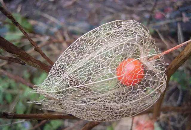 东北有一种水果叫"姑娘儿"大部分的人都没吃过!你吃过吗?