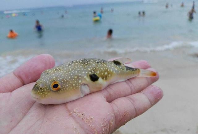 狗头鱼饲养狗头鱼更适于偏碱性水,水中最好放水族专