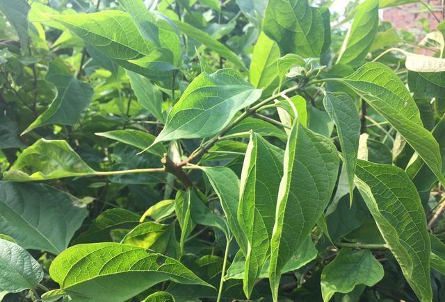 山里有一种野生植物叫山芝麻叶现在正是采摘的季节你吃过吗