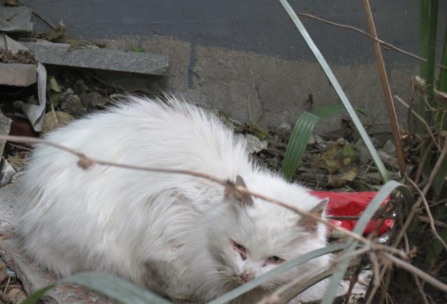流浪猫在呐喊:谁来救救我们 看到后面心都碎了