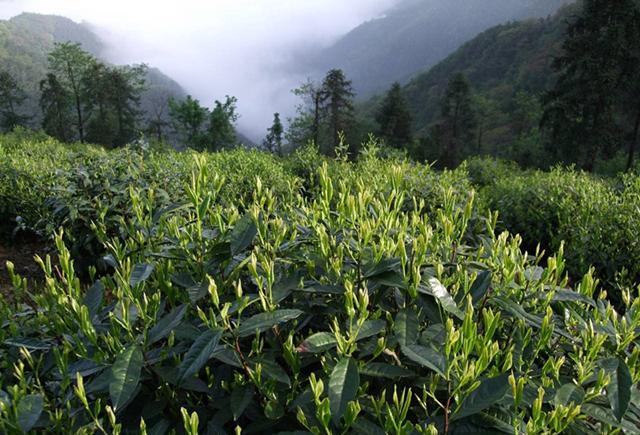 茶香中国——大鄣山茶