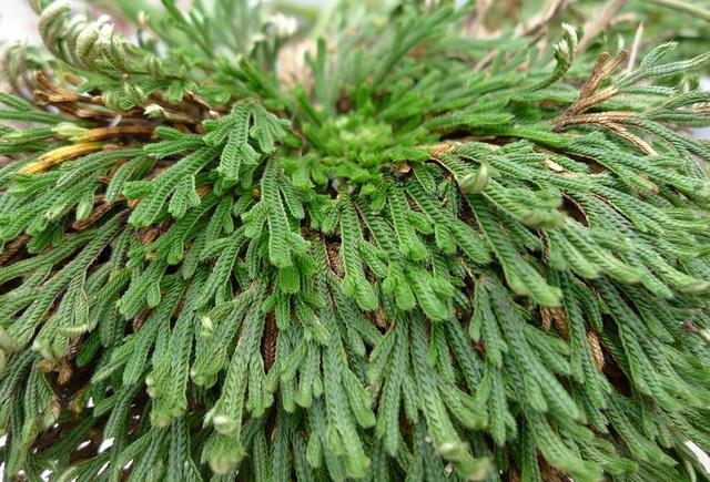 你有养过这种植物吗?渴自己找水喝,做成盆栽简直美翻了!