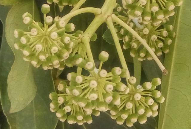 八方来财的八角金盘零下10度会冻死吗