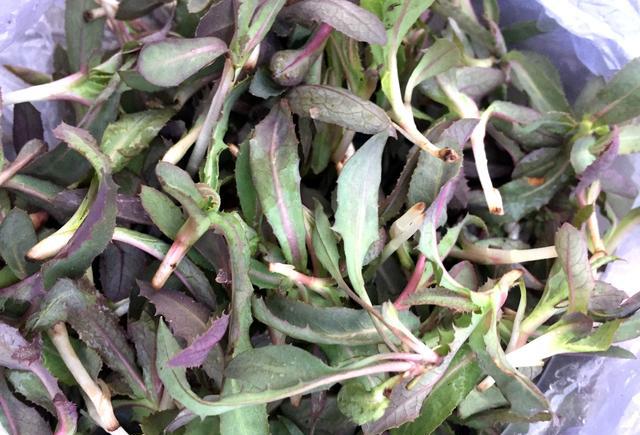 正文  上图这种阳沟菜确实是一宝啊,空口吃还是蘸酱吃都是满口生香,吃