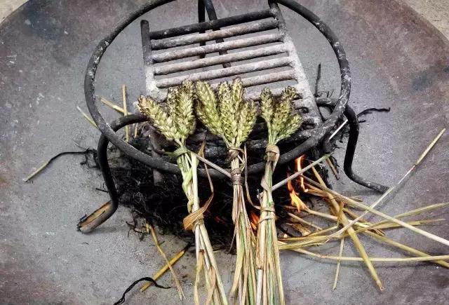 烧嫩麦穗|童时舌尖上的美味