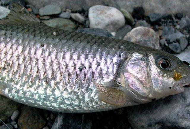 在台湾深受溪钓爱好者喜欢,被誉为"清流女王"的苦花鱼