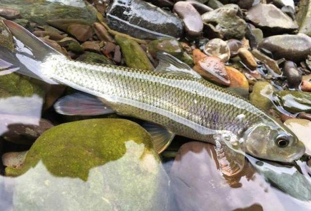 在台湾深受溪钓爱好者喜欢,被誉为"清流女王"的苦花鱼
