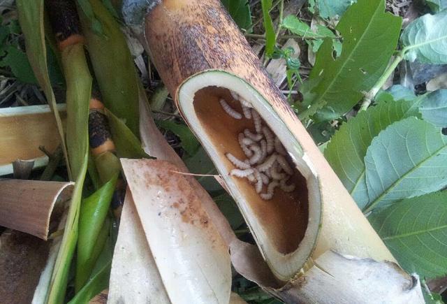 农村竹子里长出的蛆竟卖上百元,被云南人视为冬虫夏草!