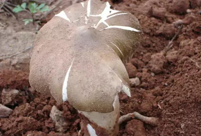 捡到比脸还大的菌,渠县微友问能不能切