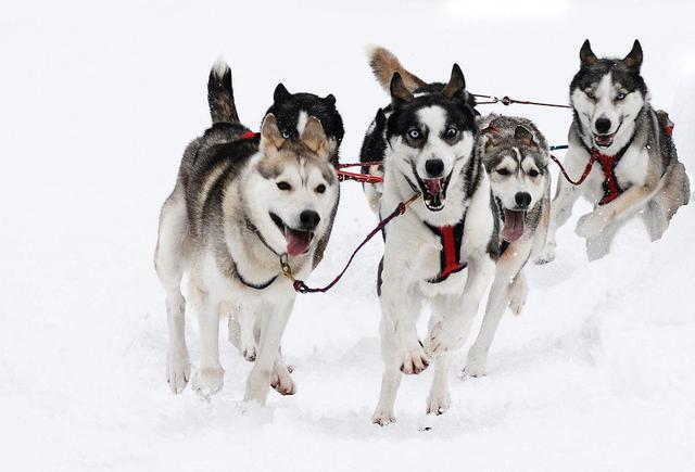 旅游|雪橇|西藏_新浪网