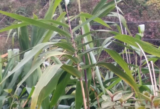 箬竹叶包米粽乾隆时代出征将士个个喜欢