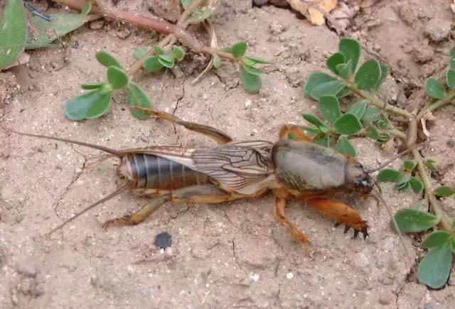 蝼蛄|豆虫|虫子_新浪新闻