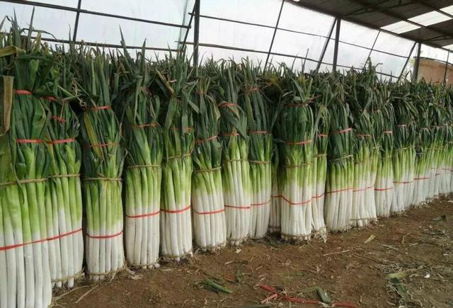 东北的大葱高251米比我还高