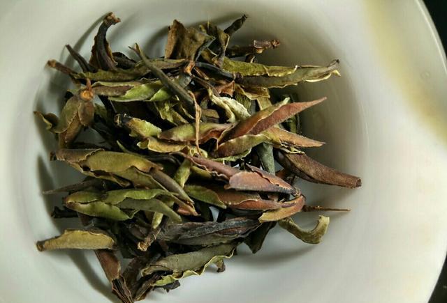 临沧普洱-野生古树芽孢品鉴