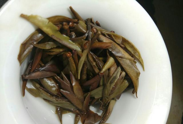 临沧普洱-野生古树芽孢品鉴