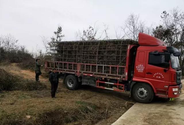 秋收过后"散养鸭子"也是一门生财之道