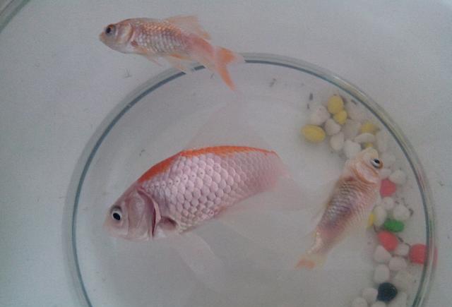 死了一条金鱼,就遭婆婆毒打,难道农村媳妇就没有自尊了吗