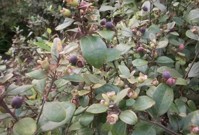 当泥的根含酚类,鞣质等,有治慢性痢疾,风湿,肝炎及降血脂等功效.