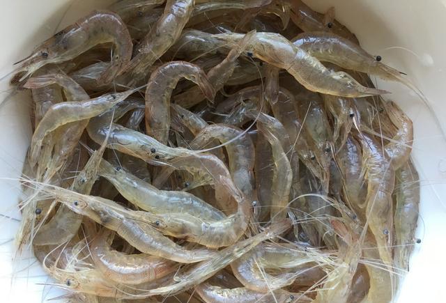 "海青虾"-卤着吃炸着吃都是海滨小城餐桌上的美味|虾|小城|虾爬子_新